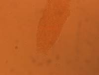 Itaquascon simplex image