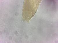 Itaquascon simplex image