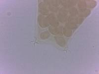 Itaquascon simplex image