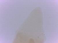 Itaquascon simplex image