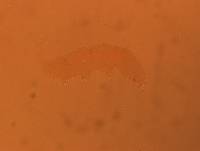 Itaquascon simplex image