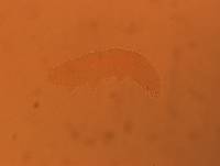 Itaquascon simplex image