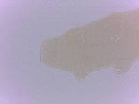 Itaquascon simplex image