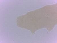 Itaquascon simplex image