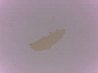 Itaquascon simplex image