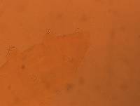 Itaquascon simplex image