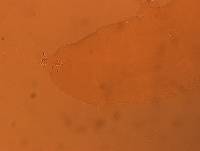 Itaquascon simplex image