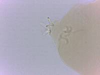 Itaquascon simplex image