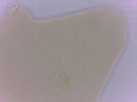 Itaquascon simplex image
