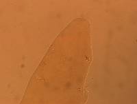 Itaquascon simplex image