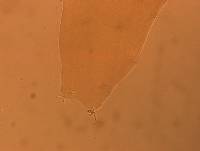 Itaquascon simplex image