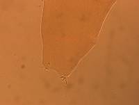 Itaquascon simplex image