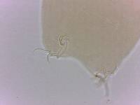 Itaquascon simplex image