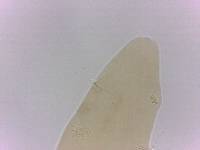 Itaquascon simplex image