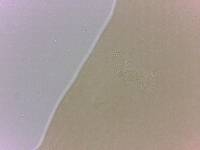 Itaquascon simplex image