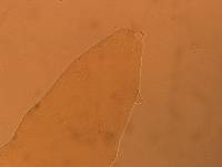 Itaquascon simplex image