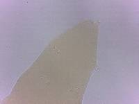 Itaquascon simplex image