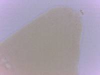 Itaquascon simplex image