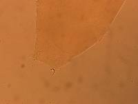 Itaquascon simplex image