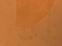 Itaquascon simplex image