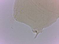 Itaquascon simplex image