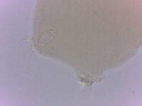 Itaquascon simplex image