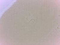 Itaquascon simplex image
