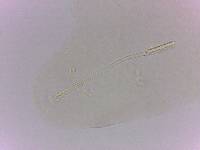 Adropion prorsirostre image