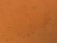 Adropion prorsirostre image