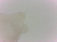 Adropion prorsirostre image