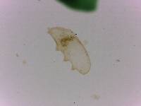 Doryphoribius flavus image