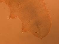 Doryphoribius flavus image