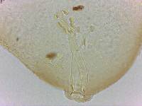 Doryphoribius flavus image