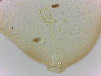 Doryphoribius flavus image