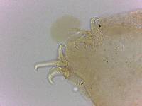 Doryphoribius flavus image