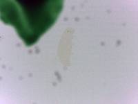 Doryphoribius evelinae image
