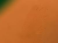 Doryphoribius evelinae image