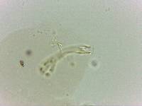 Doryphoribius evelinae image