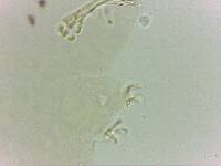 Doryphoribius evelinae image