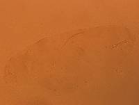 Doryphoribius evelinae image