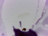 Doryphoribius evelinae image