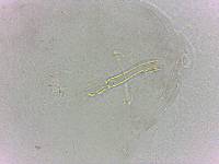 Doryphoribius evelinae image