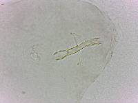 Doryphoribius evelinae image