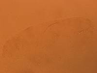 Doryphoribius evelinae image