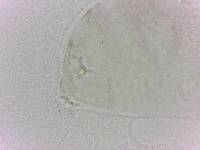 Doryphoribius evelinae image