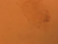 Doryphoribius evelinae image