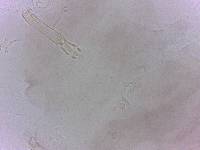 Doryphoribius evelinae image