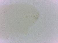 Doryphoribius evelinae image
