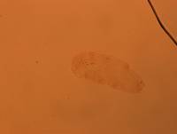 Doryphoribius evelinae image