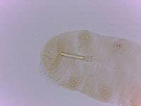 Doryphoribius evelinae image